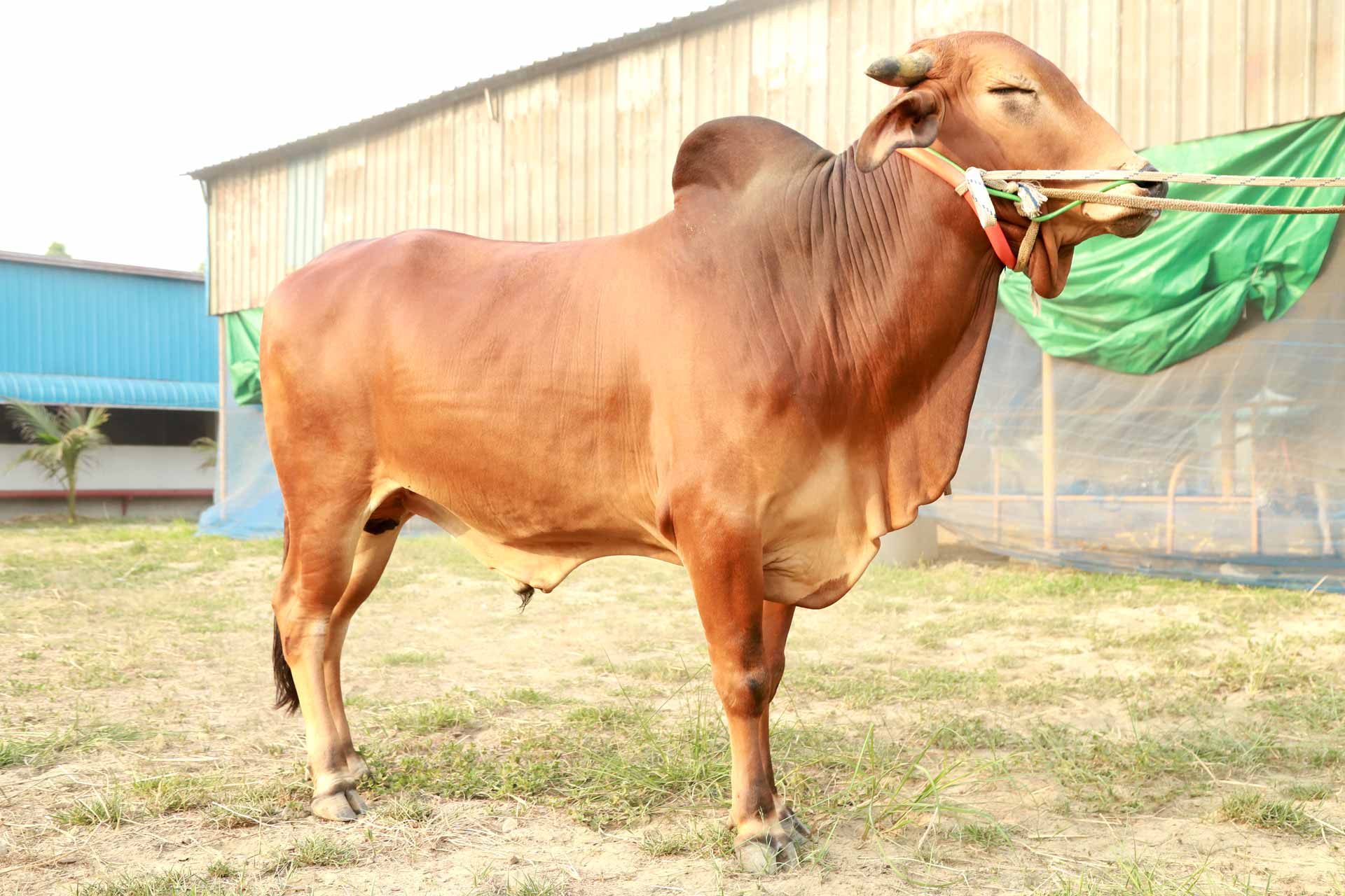 রাজকীয় শাহীন